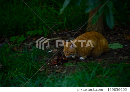A wild cat in forest, in the rural. Animal and city concept. Cityscape and animal or pet scene. A wild cat in forest, in the rural. Animal and city concept. Cityscape and animal or pet scene. 139856603