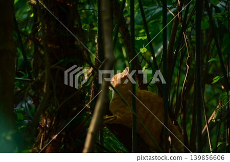 A wild cat in forest, in the rural. Animal and city concept. Cityscape and animal or pet scene. 139856606