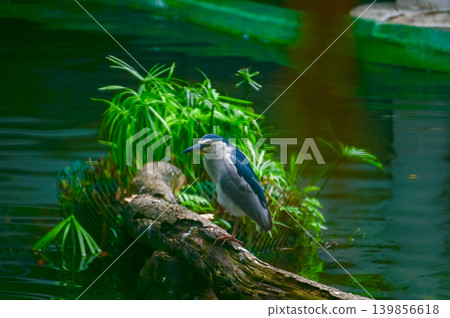 Black-crowned Night Heron in the park, garden. The scene of Black-crowned Night Heron in Kowloon Park, Hong Kong.  Cityscape and nature scene. Animals concept. 139856618