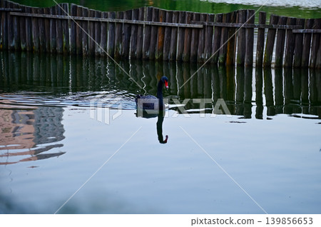 Close-up of black swan in the public park. Black swan in the lake, river. Beautiful nature scene and wild animals scene. Animals concept. Close-up of black swan in the public park. Black swan in the lake, river. Beautiful nature scene and wild animals scene. Animals concept. 139856653