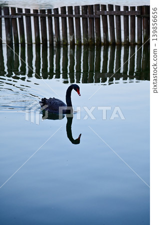 Close-up of black swan in the public park. Black swan in the lake, river. Beautiful nature scene and wild animals scene. Animals concept. Close-up of black swan in the public park. Black swan in the lake, river. Beautiful nature scene and wild animals scene. Animals concept. 139856656