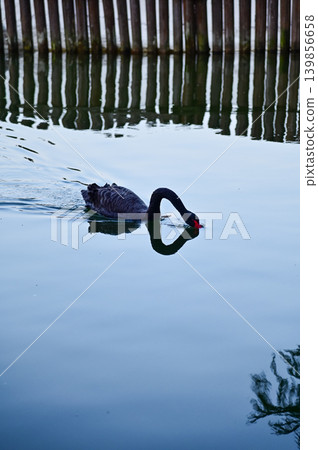 Close-up of black swan in the public park. Black swan in the lake, river. Beautiful nature scene and wild animals scene. Animals concept. 139856658