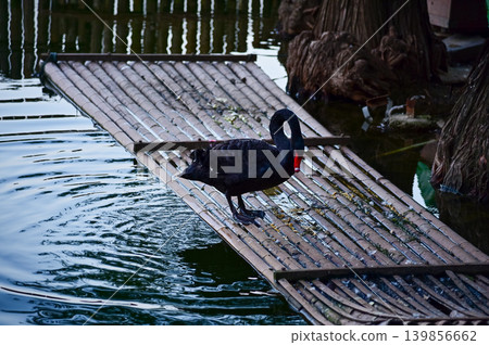 Close-up of black swan in the public park. Black swan in the lake, river. Beautiful nature scene and wild animals scene. Animals concept. Close-up of black swan in the public park. Black swan in the lake, river. Beautiful nature scene and wild animals scene. Animals concept. 139856662