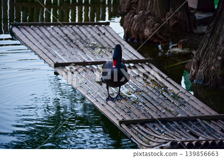 Close-up of black swan in the public park. Black swan in the lake, river. Beautiful nature scene and wild animals scene. Animals concept. Close-up of black swan in the public park. Black swan in the lake, river. Beautiful nature scene and wild animals scene. Animals concept. 139856663