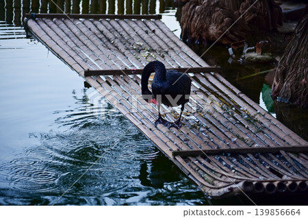 Close-up of black swan in the public park. Black swan in the lake, river. Beautiful nature scene and wild animals scene. Animals concept. Close-up of black swan in the public park. Black swan in the lake, river. Beautiful nature scene and wild animals scene. Animals concept. 139856664