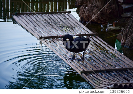Close-up of black swan in the public park. Black swan in the lake, river. Beautiful nature scene and wild animals scene. Animals concept. Close-up of black swan in the public park. Black swan in the lake, river. Beautiful nature scene and wild animals scene. Animals concept. 139856665