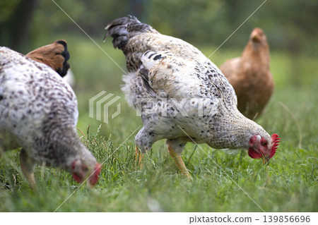 Chicken grazing on green grass. Raising organic poultry on home backyard Chicken grazing on green grass. Raising organic poultry on home backyard 139856696