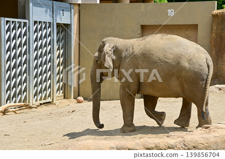 Asian elephant in zoo. Close-up of the Elephant. Nature scene and animals scene. Animals concept. Asian elephant in zoo. Close-up of the Elephant. Nature scene and animals scene. Animals concept. 139856704