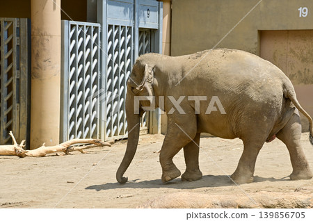 Asian elephant in zoo. Close-up of the Elephant. Nature scene and animals scene. Animals concept. Asian elephant in zoo. Close-up of the Elephant. Nature scene and animals scene. Animals concept. 139856705