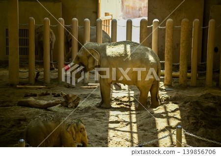 Asian elephant in zoo. Close-up of the Elephant. Nature scene and animals scene. Animals concept. 139856706