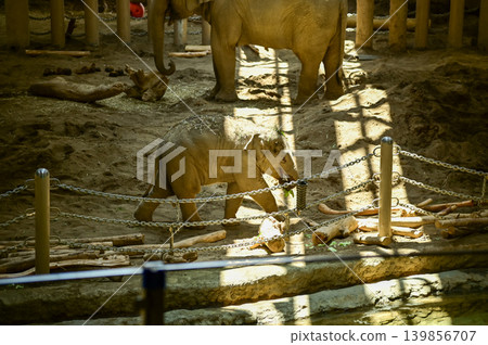 Asian elephant in zoo. Close-up of the Elephant. Nature scene and animals scene. Animals concept. Asian elephant in zoo. Close-up of the Elephant. Nature scene and animals scene. Animals concept. 139856707