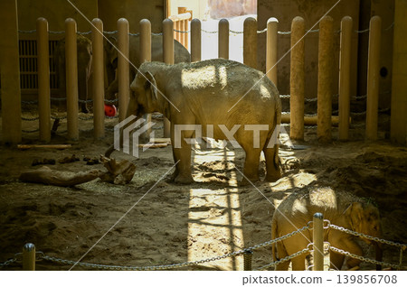 Asian elephant in zoo. Close-up of the Elephant. Nature scene and animals scene. Animals concept. Asian elephant in zoo. Close-up of the Elephant. Nature scene and animals scene. Animals concept. 139856708