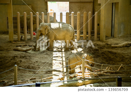 Asian elephant in zoo. Close-up of the Elephant. Nature scene and animals scene. Animals concept. Asian elephant in zoo. Close-up of the Elephant. Nature scene and animals scene. Animals concept. 139856709