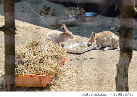 Close up of rabbits having a meal on the ground with sunlight inside a wooden fenced enclosure at a petting zoo or small animal farm. Nature and animal concept. 139856733