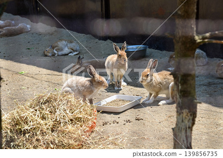 Close up of rabbits having a meal on the ground with sunlight inside a wooden fenced enclosure at a petting zoo or small animal farm. Nature and animal concept. 139856735