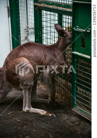 Kangaroo in the zoo, animals in captivity. Nature and animal concept. Kangaroo in the zoo, animals in captivity. Nature and animal concept. 139856753