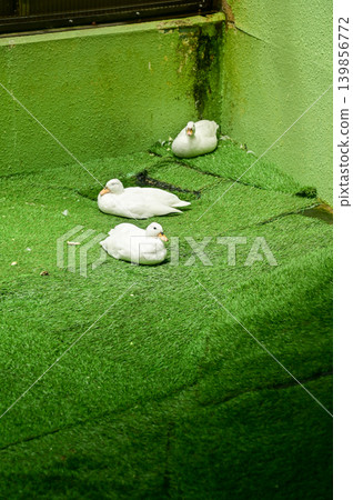 Ducks resting on the grass in the zoo. Ducks inside a fenced enclosure at a petting zoo or small animal farm. Nature and animal concept. Ducks resting on the grass in the zoo. Ducks inside a fenced enclosure at a petting zoo or small animal farm. Nature and animal concept. 139856772