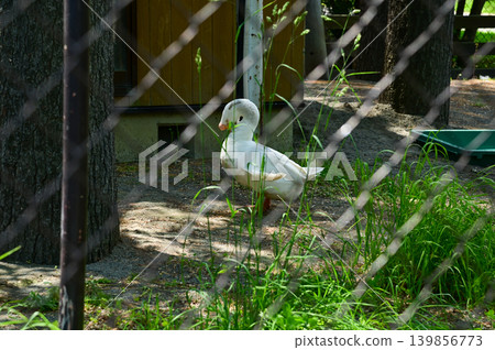 Ducks resting on the grass in the zoo. Ducks inside a fenced enclosure at a petting zoo or small animal farm. Nature and animal concept. Ducks resting on the grass in the zoo. Ducks inside a fenced enclosure at a petting zoo or small animal farm. Nature and animal concept. 139856773