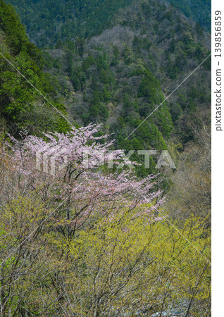 [Nakabusa Valley] Cherry blossoms in May [Hotaka, Azumino City] 139856859