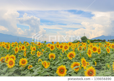 Large sunflowers and summer clouds Large sunflowers and summer clouds 139856890