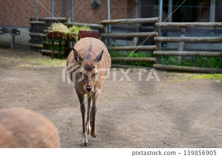 Close-up of the deer in the field in the zoo. Animals in captivity. Nature and animal concept. 139856905