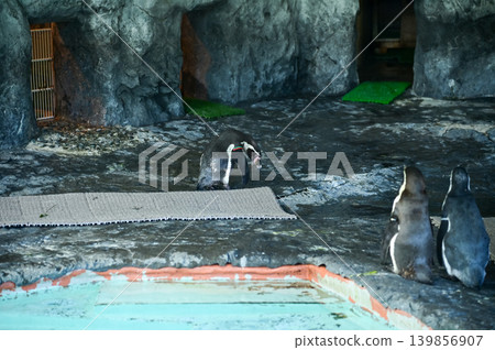 Penguin in the zoo, at a public park. Animals in captivity. Nature and animal concept. Penguin in the zoo, at a public park. Animals in captivity. Nature and animal concept. 139856907