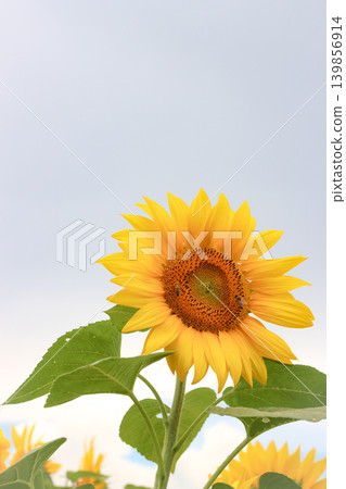 巨大的向日葵和夏日的雲朵 巨大的向日葵和夏日的雲朵 139856914