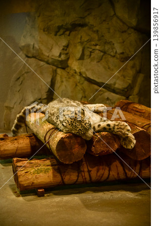 Snow Leopard, Panthera uncia, is sleeping on the wood in zoo indoors. Animals in captivity. Nature and animal concept. Snow Leopard, Panthera uncia, is sleeping on the wood in zoo indoors. Animals in captivity. Nature and animal concept. 139856917