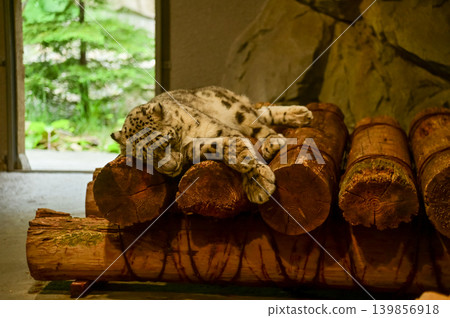 Snow Leopard, Panthera uncia, is sleeping on the wood in zoo indoors. Animals in captivity. Nature and animal concept. 139856918