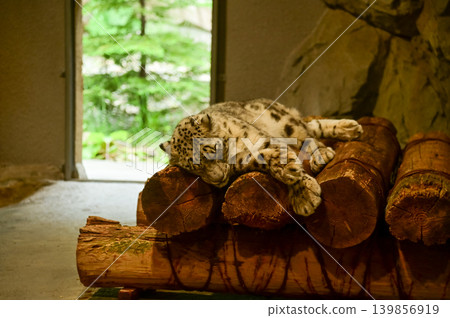 Snow Leopard, Panthera uncia, is sleeping on the wood in zoo indoors. Animals in captivity. Nature and animal concept. 139856919