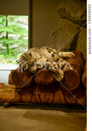 Snow Leopard, Panthera uncia, is sleeping on the wood in zoo indoors. Animals in captivity. Nature and animal concept. 139856920