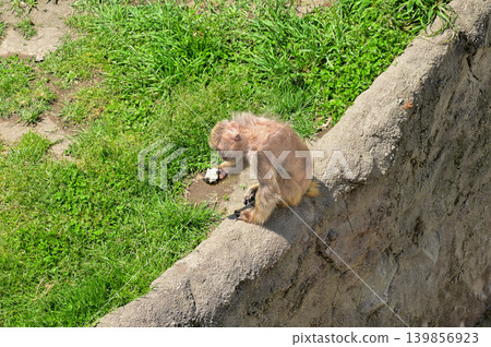 Close-up of the Japanese Macaque under the sun in the zoo, at a public park. Japanese Monkey in the zoo outdoors. Animals in captivity. Nature and animal concept. Close-up of the Japanese Macaque under the sun in the zoo, at a public park. Japanese Monkey in the zoo outdoors. Animals in captivity. Nature and animal concept. 139856923