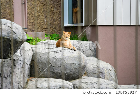 Close-up of the lion resting in the zoo, inside a fenced enclosure at a zoo. Animals in captivity. Nature and animal concept. 139856927