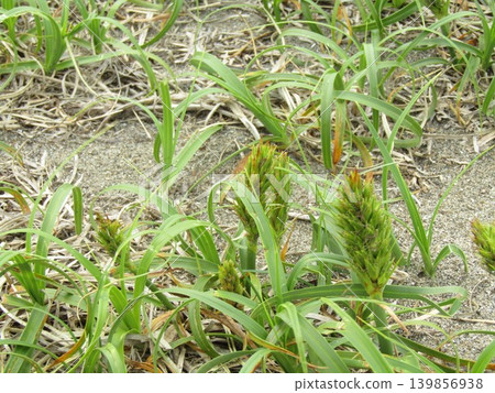 What's sprouting up on the beach are ears of Kobo wheat. What's sprouting up on the beach are ears of Kobo wheat. 139856938