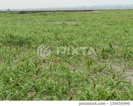What's sprouting up on the beach are ears of Kobo wheat. 139856940
