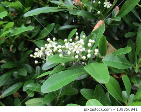 這些白色小花是火棘花。 這些白色小花是火棘花。 139856941