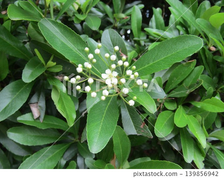 這些白色小花是火棘花。 這些白色小花是火棘花。 139856942