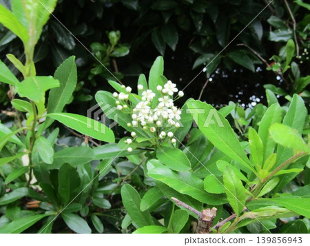 這些白色小花是火棘花。 這些白色小花是火棘花。 139856943