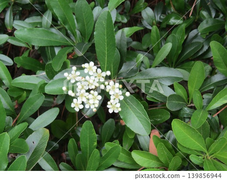 這些白色小花是火棘花。 這些白色小花是火棘花。 139856944