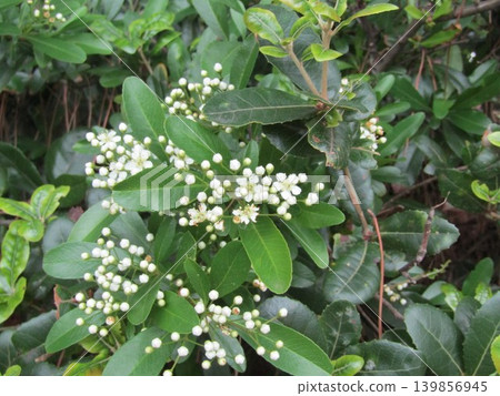 這些白色小花是火棘花。 這些白色小花是火棘花。 139856945