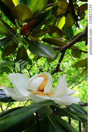 White Taisangbok flower 139857135