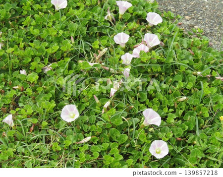 檢見川海灘盛開的美麗的海灘牽牛花 檢見川海灘盛開的美麗的海灘牽牛花 139857218