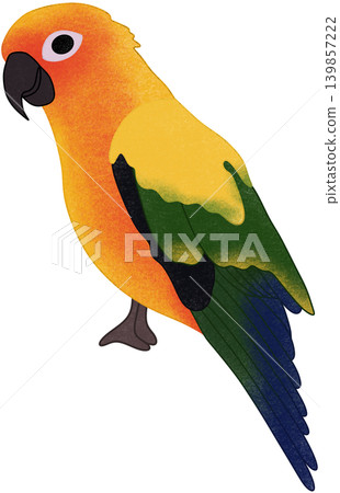 parrot bird illustration parrot bird illustration 139857222