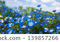 Nemophila flowers at Maishima, Konohana Ward, Osaka City 139857266