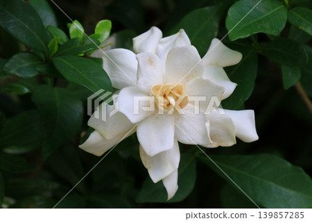 白色梔子花 白色梔子花 139857285