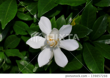 白色梔子花 白色梔子花 139857288