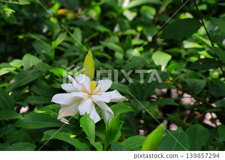 白色梔子花 白色梔子花 139857294