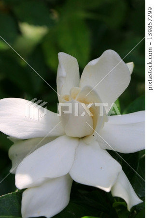 白花 白花 139857299