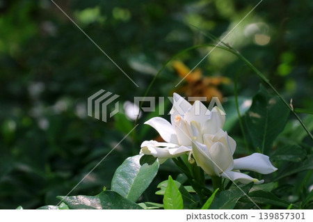 白色梔子花 139857301