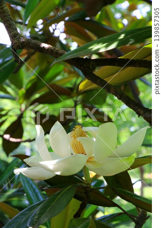 Taisanboku白花 Taisanboku白花 139857305